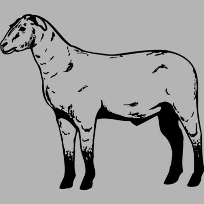 SHEEP009 Miniaturansicht