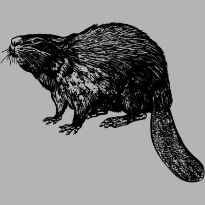 BEAVER02 Miniaturansicht