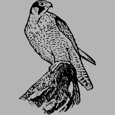 BIRD004 Miniaturansicht