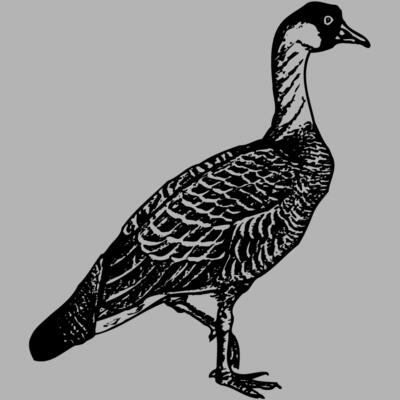 BIRD107 Miniaturansicht