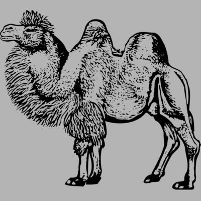 CAMEL003 Miniaturansicht