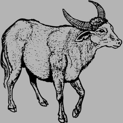 WBUFF001 Miniaturansicht