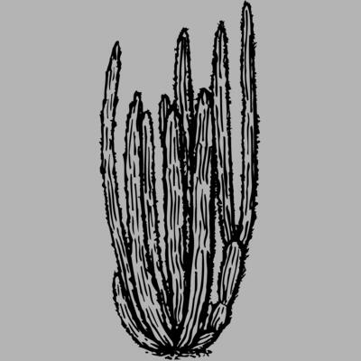CACTUS10 Miniaturansicht