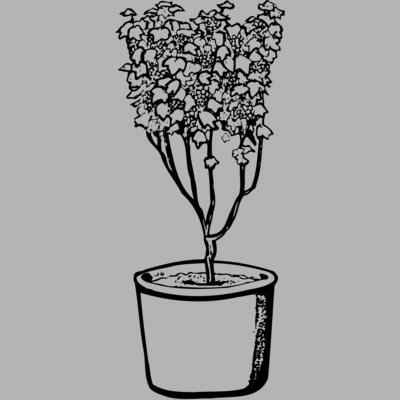 PLANT04 Miniaturansicht