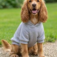 Pet Wear Miniaturansicht