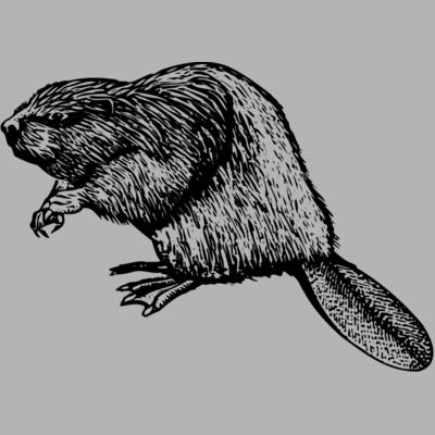 Beaver Miniaturansicht