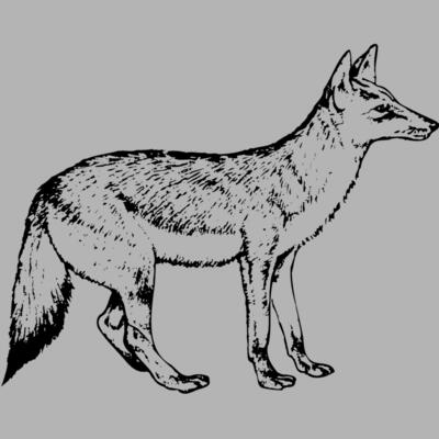 Wolves Miniaturansicht