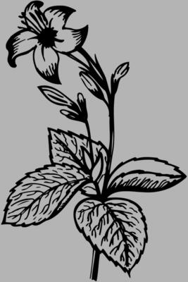 Flowers Flowers